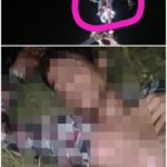 हाई टेंशन लाइन चोरी करने चला चोर, बिजली ने सिखाया ‘सबक’, करंट लगने से खंभे पर झूलता मिला, हॉस्पिटल रेफर