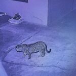 धनौरा गाँव में ठेकेदार सुनील सैनी के घर में घुसा गुलदार, परिवार में दहशत का माहौल