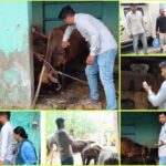 अभियान:गाँव-गाँव पहुँची 1962 मोबाइल वेटरिनरी यूनिट,खुरपका-मुंहपका से बचाव के लिए तेज हुआ टीकाकरण अभियान