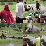 हड़कंप: पुरानी गंग नहर में जहरीली घास खाने से भैंसों की मौत, कई की हालत गंभीर,पशुओं के डॉक्टरों की टीम मौके पर ईलाज जारी